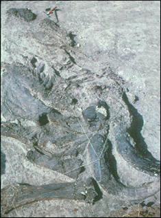 Excavated mammoth at Murray Springs.  (C. V. Haynes)